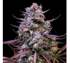 Банановий Пурпурний Пунш (Auto.Fem.) 1 шт. (дрібне насіння!) / Banana Purple Punch 2026 